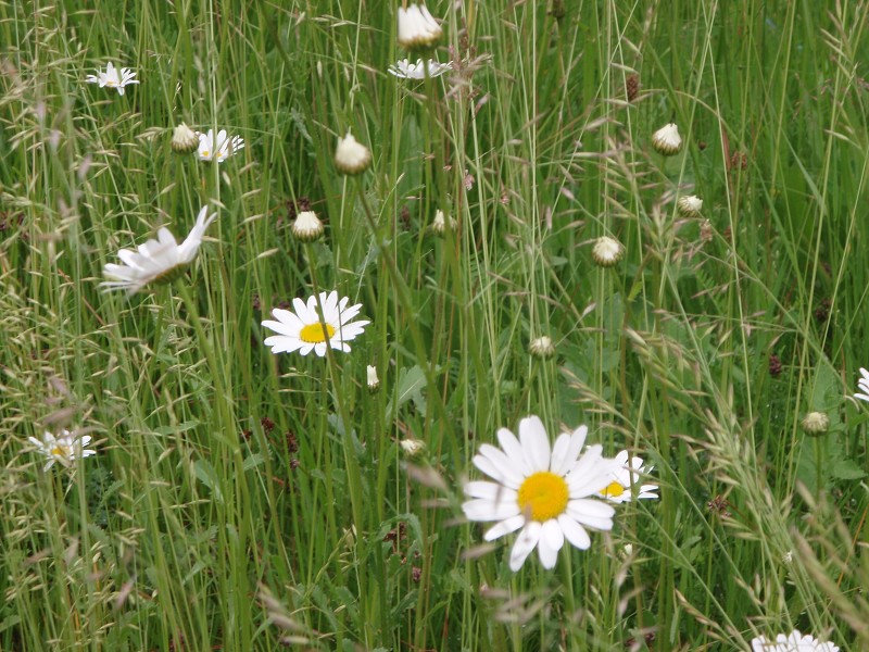 img00058.jpg
