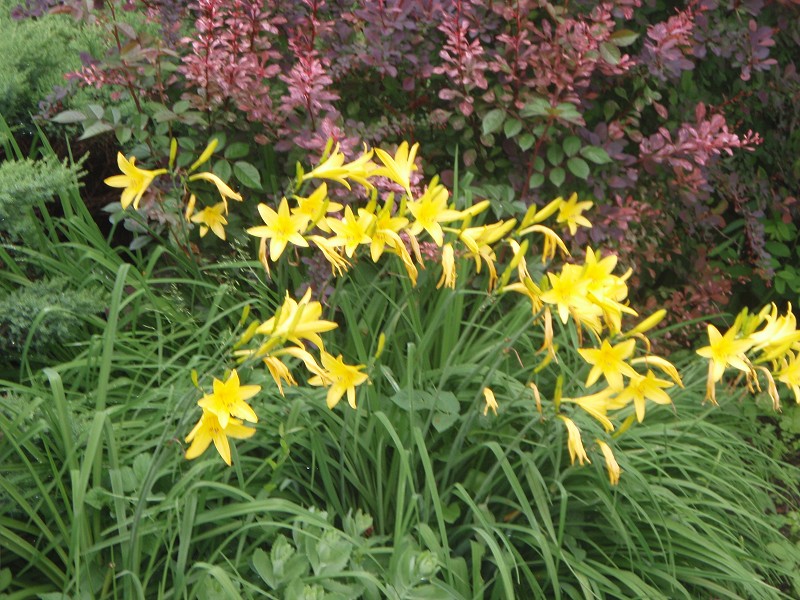 img00060.jpg