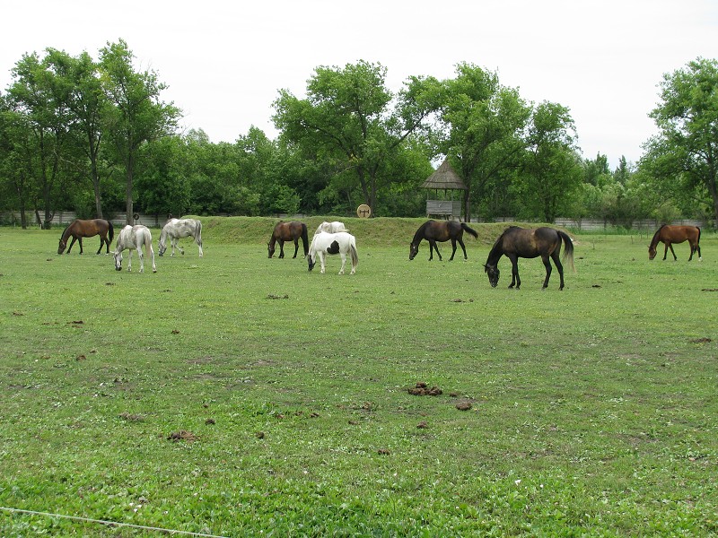 img00045.jpg