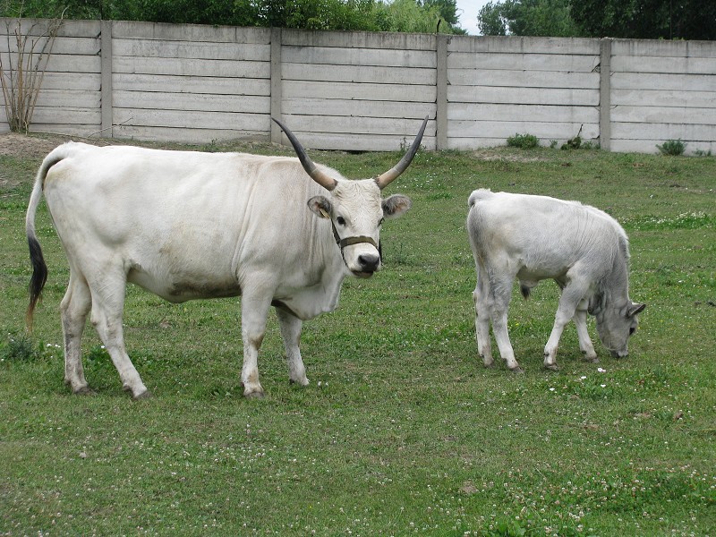 img00046.jpg