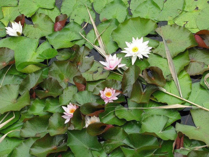 img00049.jpg